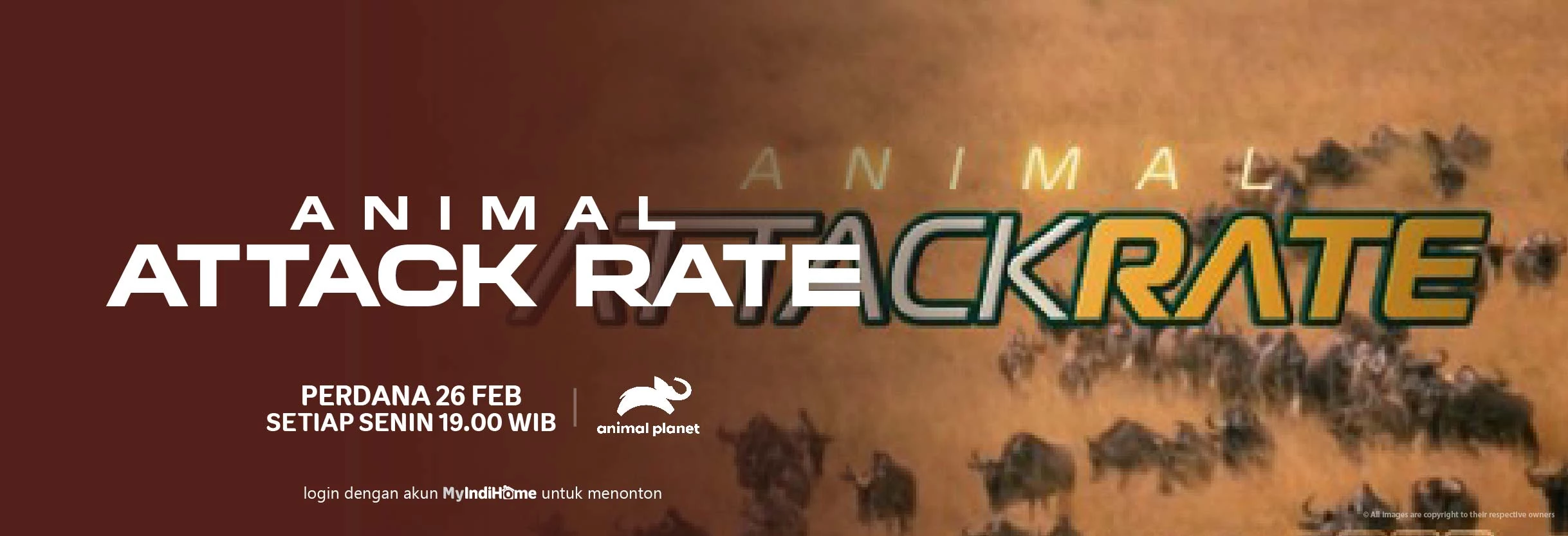 ANIMAL ATTACK RATE
