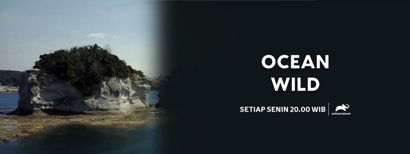 Ocean Wild