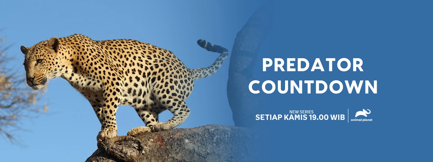 PREDATOR COUNTDOWN