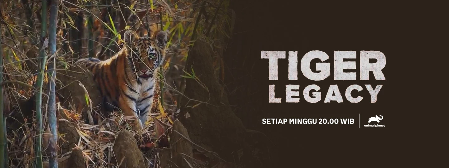 Tiger Legacy