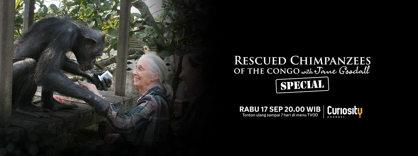 Rescued Chimpanzees of the Congo with Jane Goodall Special