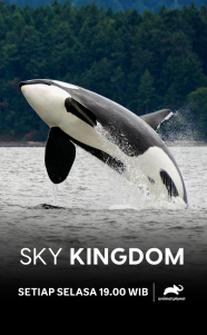 Sky Kingdom